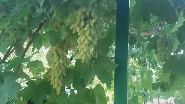 сорт винограда Хусайне Келин Бармак (Дамские пальчики)