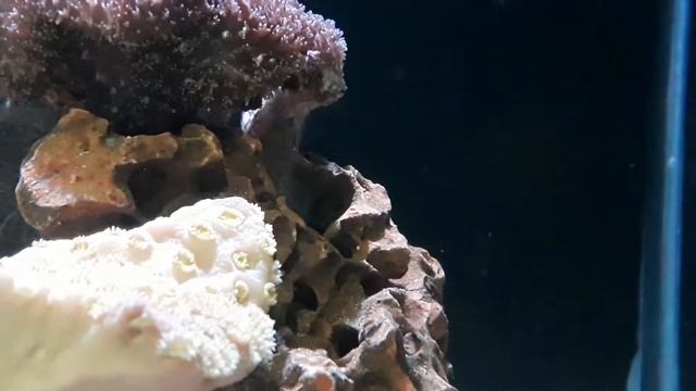 Look for Jeweled Rockskipper (Salarias fasciatus) for algae control