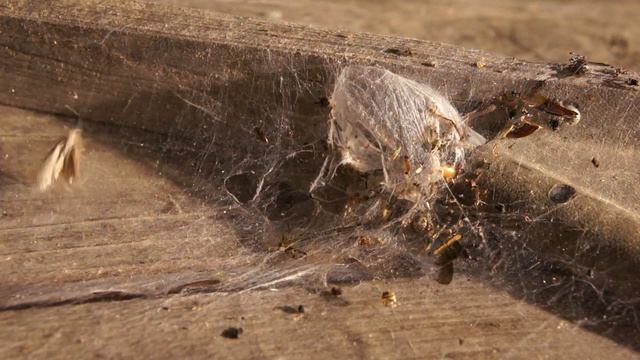 クサグモ（Agelena limbata）の捕獲行動