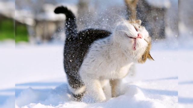 Зимнего Настроения 👍☃️❄️❄️❄️
