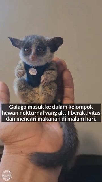 Galago merupakan pelompat yang ulung #galago #hewan #binatang #funfacts #faktaunik #shorts #viral