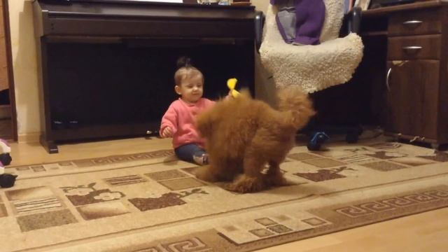 Dogs and Baby. The best video. Собачка и ребенок.