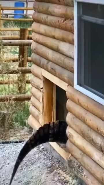 Alligator Through the door🐊  التمساح دخل الباب￼