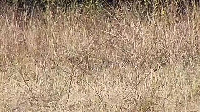 Djuma: Dwarf Mongoose - 08:30 - 06/23/21