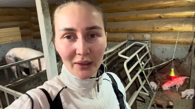 Самый многоплодный опорос в нашем хозяйстве! Долгожданные поросята!