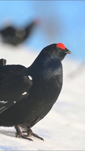 Black grouse call #shorts