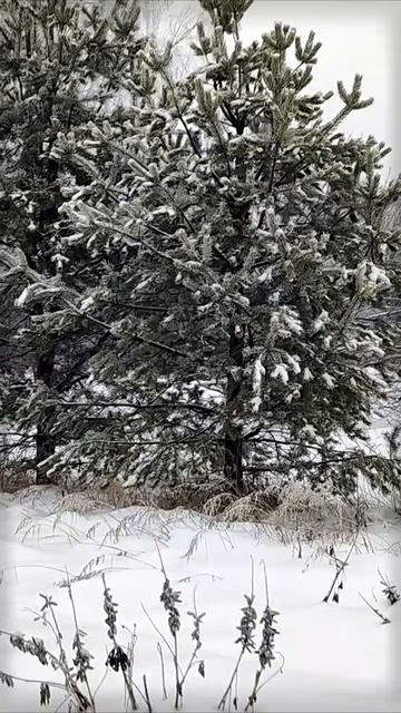 Снежная симфония заброшенной деревни | Natures Quiet Retreat