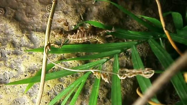 Phyllocrania Paradoxa VS Acheta Domesticus