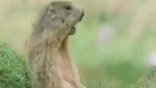 Дэй тайм найт тайм