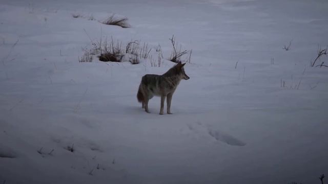 Coyote on the 1a Johnstone Canyon, Alberta, Canada