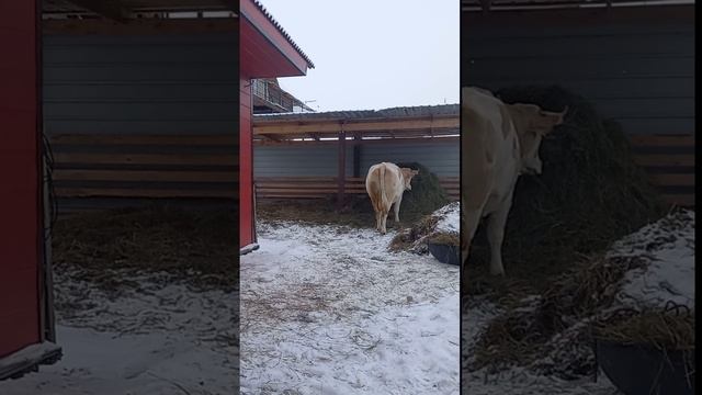 1000064821.mp4