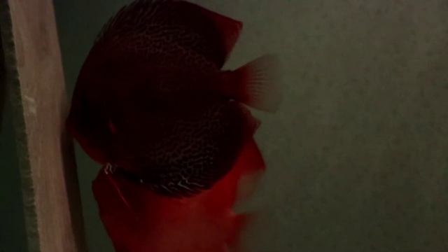 Pegnang Eruption Discus and Red Albino Discus Mating