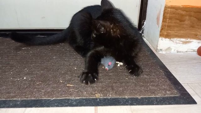 Котёнок- пантера "БАГИРА"!❤️🥰