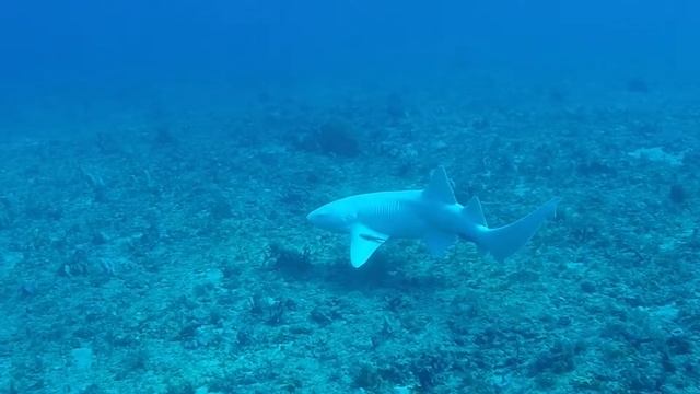 Albino Shark (Super Rare)