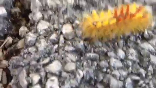 Sycamore Moth Caterpillar