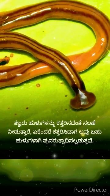 ಅರ್ಧಕ್ಕೆ ಕತ್ತರಿಸಿದಾಗ ಮತ್ತೆ ಬೆಳೆಯುವ ವಿಷಕಾರಿ ಹುಳು #Poisonous worm that regrows when cut in half