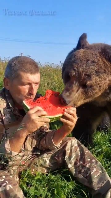 Завтракаем... #туризм #медведь #bear #путешествия #animals #лето #рекомендации  #юмор