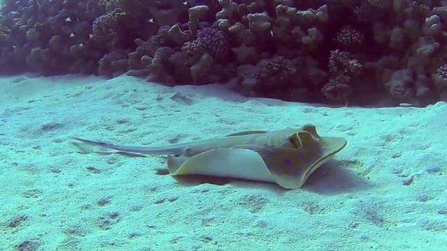 Blue Spotted Ray