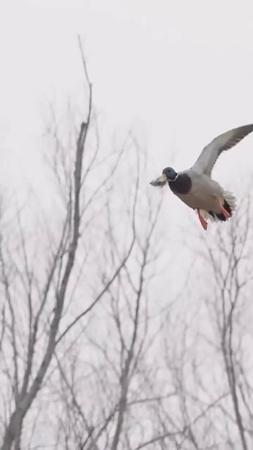 Mallard #hunting #duckcalling #duck #duckhunters #funny #waterfowl #beard #duckhunt #outdoors