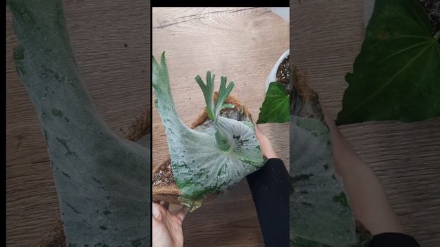 Новые растения в коллекции
