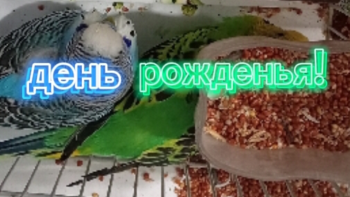 ДЕНЬ РОЖДЕНИЯ ПОПУГАЕВ!!!