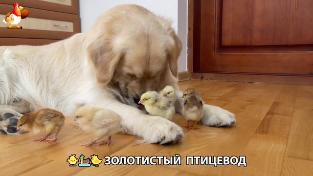 Щенок с цыплятами и утятами 🐤🦆🐶 Золотистый ретривер птицевод ❣️🥰😂 (41)