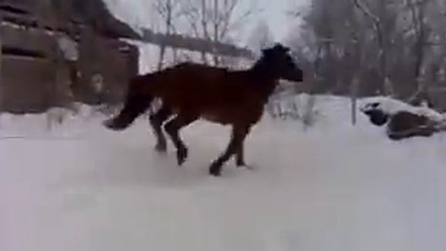 Жеребец сорвался и начал вытворять такое!!! (Stallion broke and started to get up so!)