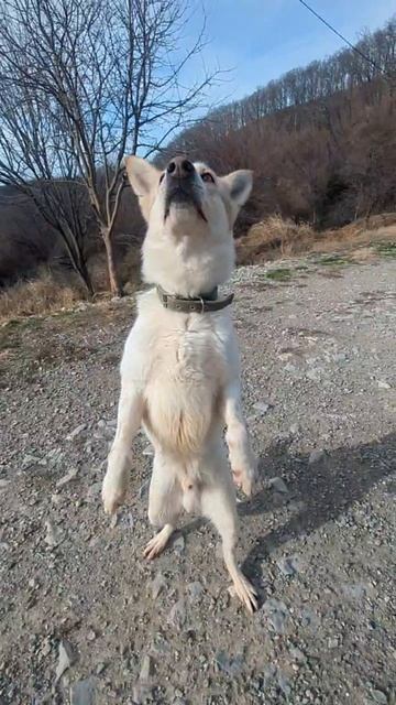 Когда ты с виду Грозный волк, а внутри милый зайка ☺️