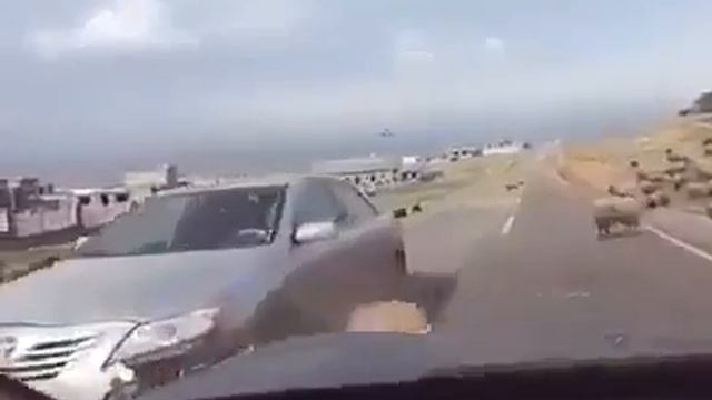 Сам баран