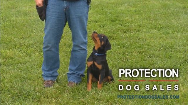 Diversity of Protection Dogs For Sale