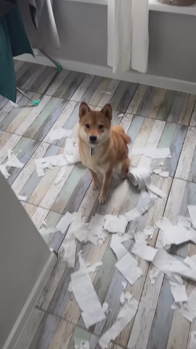 Сиба беспределит)