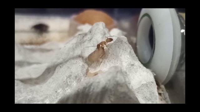 Camponotus sanctus, veulent-elles me dire quelque chose ???