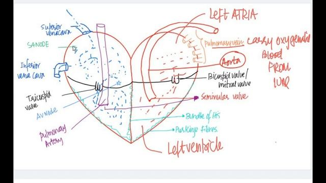 Class 11 Biology | Body Fluids and Circulation  Biology class 11 NEET  | Cardiac Cycle ( part 6)