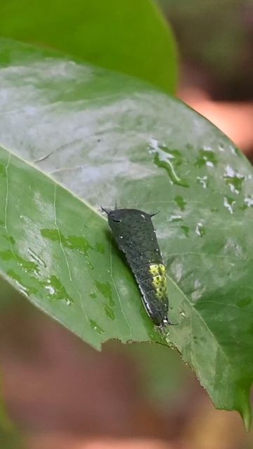 After a rain, a cute  tailed jay caterpillar sits on the surface of a leaf top #caterpillar #insect