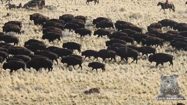 2016 Bison Roundup - Antelope Island State Park