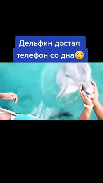 ДЕЛЬФИН достал ТЕЛЕФОН