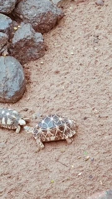 tortoise || Totoise pet animals ||YOUTUBE SHORTS||| Nani csk