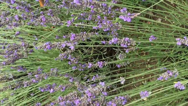 Papillons dans les lavandes