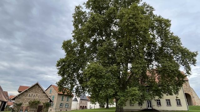 Wolfsmilchschwärmer  am Kloster Lorsch mit Glockenspiel im Kräutergarten