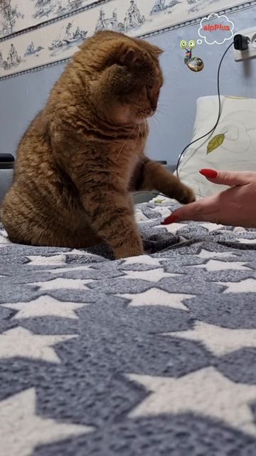 Юмор кот!!!😅🤣😂