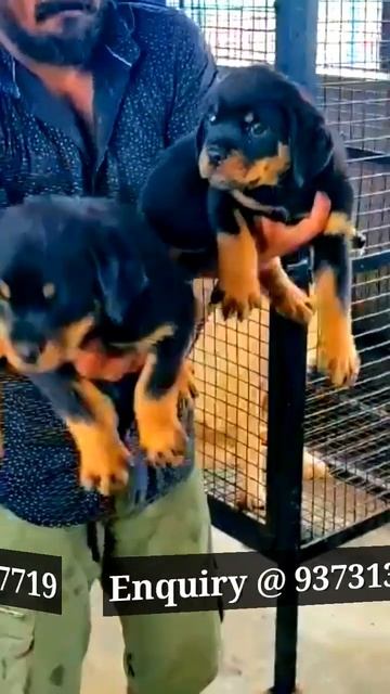 Urgent sale |rottweiler puppies for sale | rottweiler puppies price in india |#ytshorts #ytshort