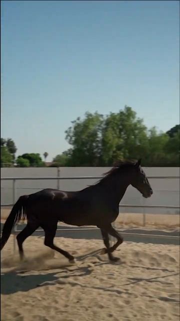 Marwari Stallion #shortsfeed #shortsvideo #shorts #calm #relaxing #wildlife #nature #birds #animals