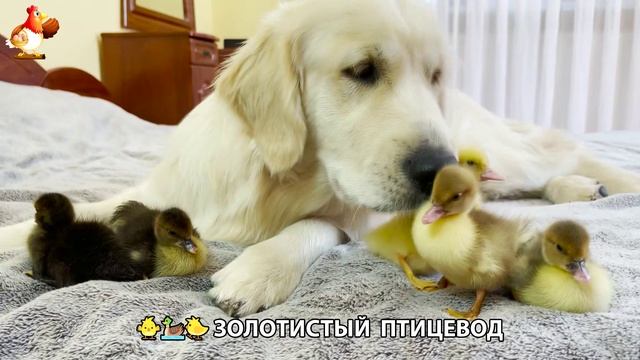 Щенок с цыплятами и утятами 🐤🦆🐶 Золотистый ретривер птицевод ❣️🥰😂 (38)