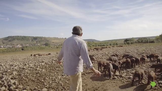 Primera fase de cría de cerdos ecológicos.