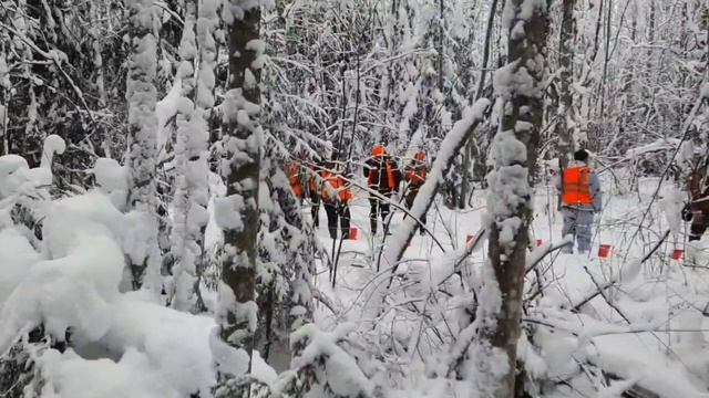 Охота на волков в деревне Ухора 16.12 2023, hunting wolves