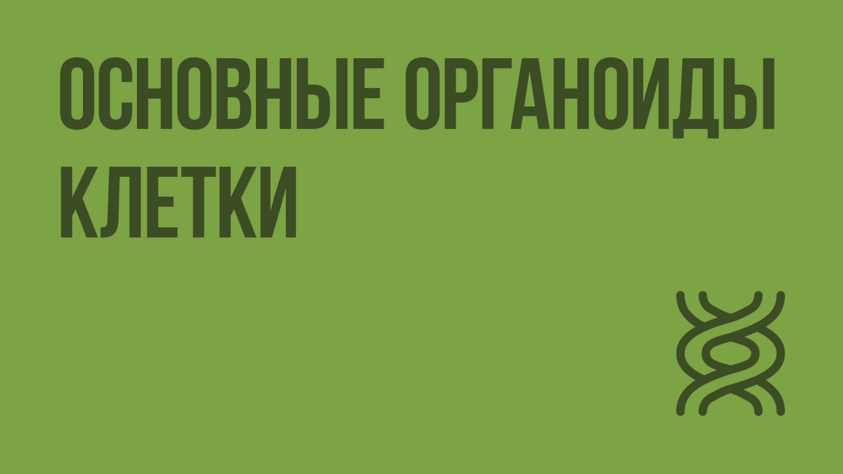 Основные органоиды клетки. Видеоурок по биологии 9 класс