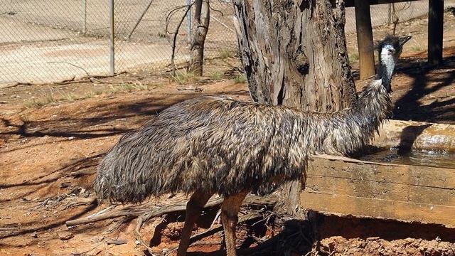 Emu: Australia's largest native bird