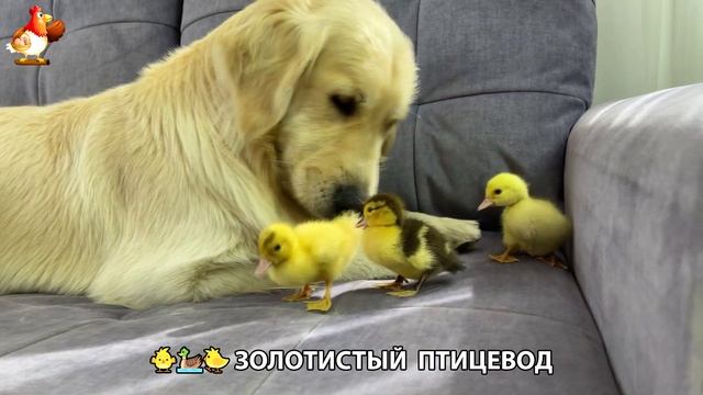 Щенок с цыплятами и утятами 🐤🦆🐶 Золотистый ретривер птицевод ❣️🥰😂 (43)