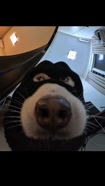 Воришка