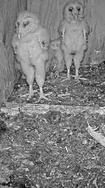 Short: barn owl nestlings stand tall while sleeping